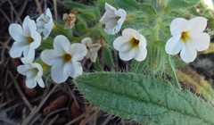 Alkanna incana