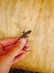 Holbrookia propinqua