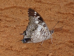 Charaxes achaemenes atlantica