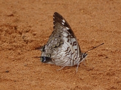 Charaxes achaemenes atlantica