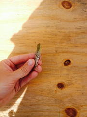 Holbrookia propinqua