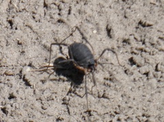 Eumesosoma