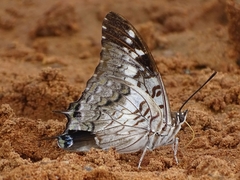 Charaxes achaemenes atlantica