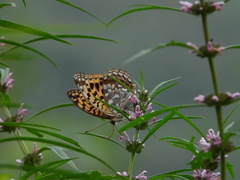 Argynnis vorax