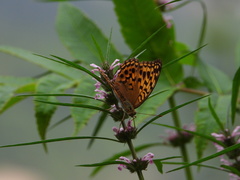 Argynnis vorax