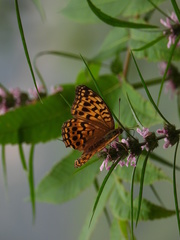 Argynnis vorax