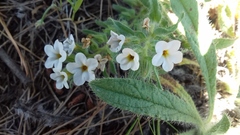 Alkanna incana