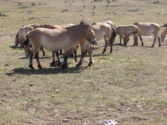 Equus ferus przewalskii