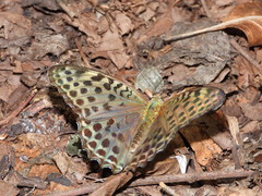 Argynnis zenobia