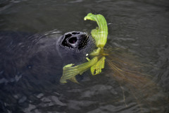 Trichechus inunguis
