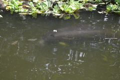 Trichechus inunguis