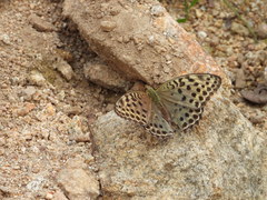 Argynnis zenobia