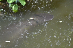 Trichechus inunguis