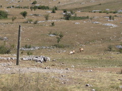 Equus ferus przewalskii