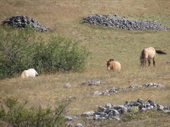 Equus ferus przewalskii