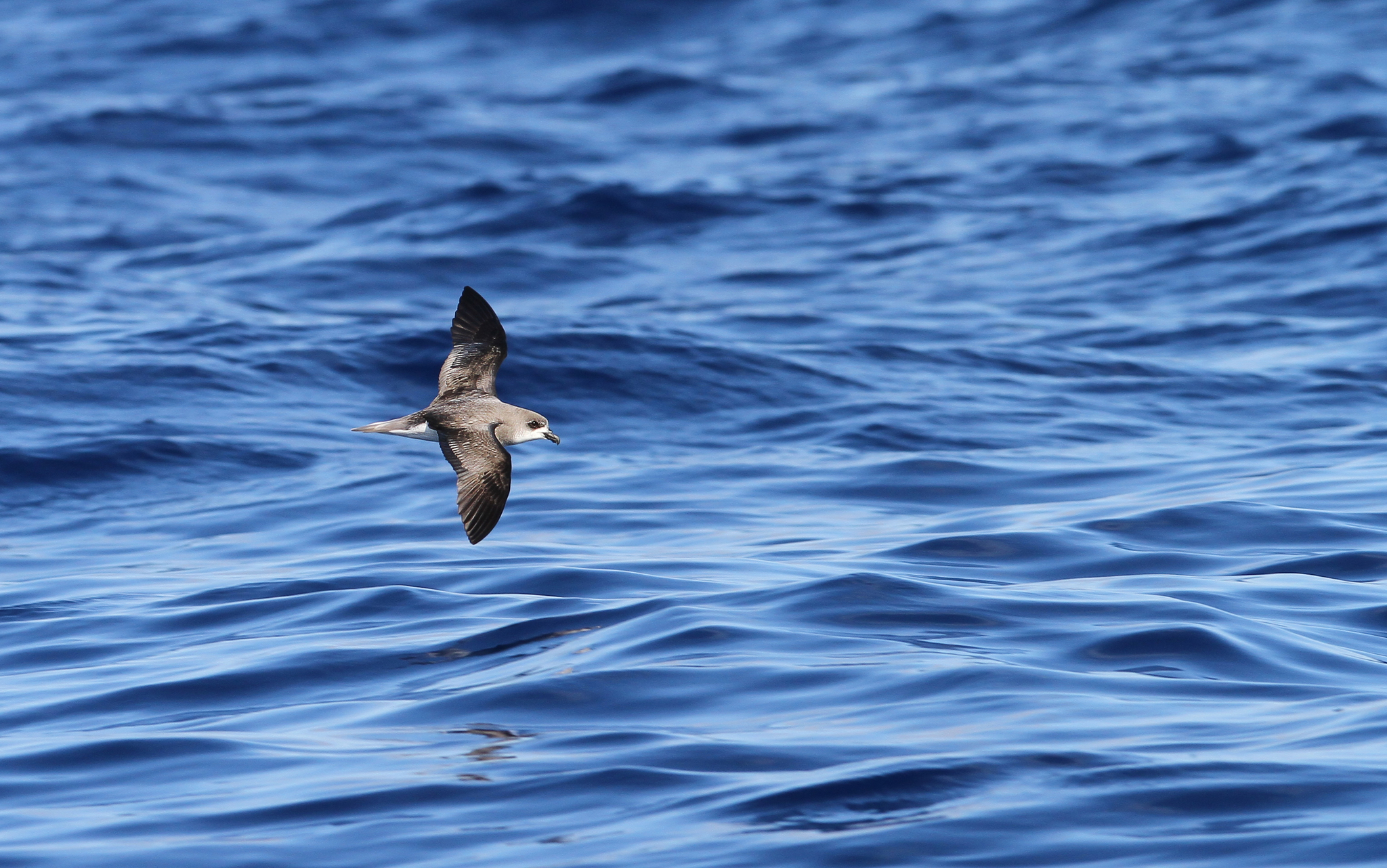Zino's Petrel (Pterodroma madeira)