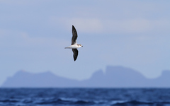 Pterodroma madeira