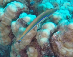 Pseudojuloides cerasinus