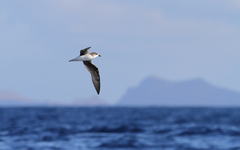 Pterodroma madeira