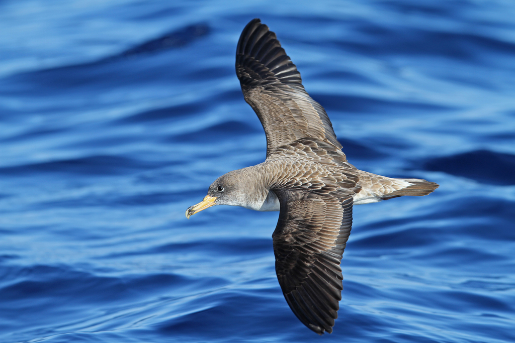 Foto de Cory's Shearwater
