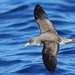 Atlantic Cory's Shearwater - Photo (c) Christoph Moning, some rights reserved (CC BY), uploaded by Christoph Moning
