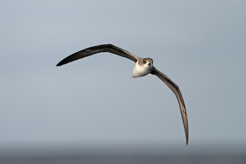 Petrel freira (Pterodroma madeira)