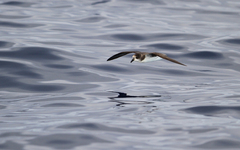 Pterodroma madeira