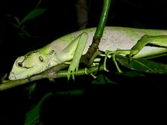 Polychrus gutturosus