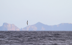 Pterodroma madeira