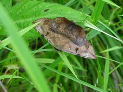 Hypopyra capensis