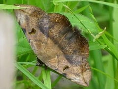 Hypopyra capensis