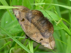 Hypopyra capensis