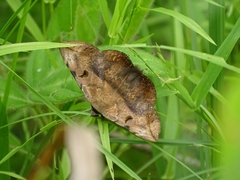 Hypopyra capensis