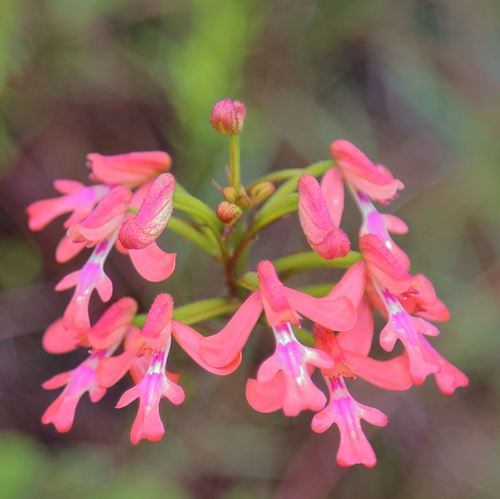 Cynorkis gibbosa