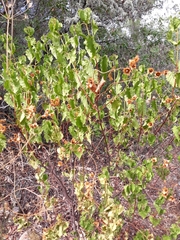 Cistus populifolius