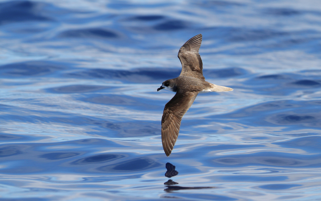 Zino's Petrel photo