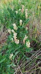 Astragalus inopinatus