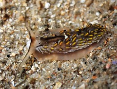 Cerberilla