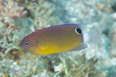 Pomacentrus bankanensis