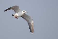 Chroicocephalus brunnicephalus