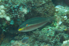 Stethojulis bandanensis
