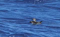 Pterodroma feae deserta