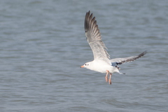 Chroicocephalus brunnicephalus