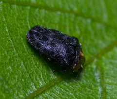 Trachys auricollis