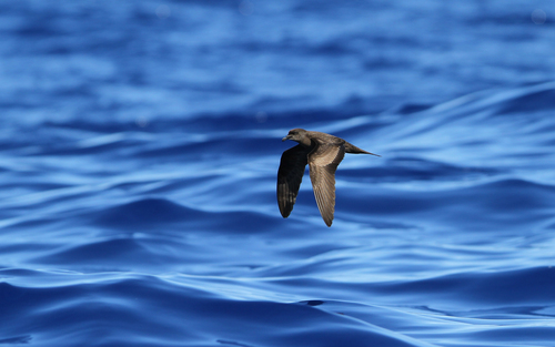Bulwer's Petrel