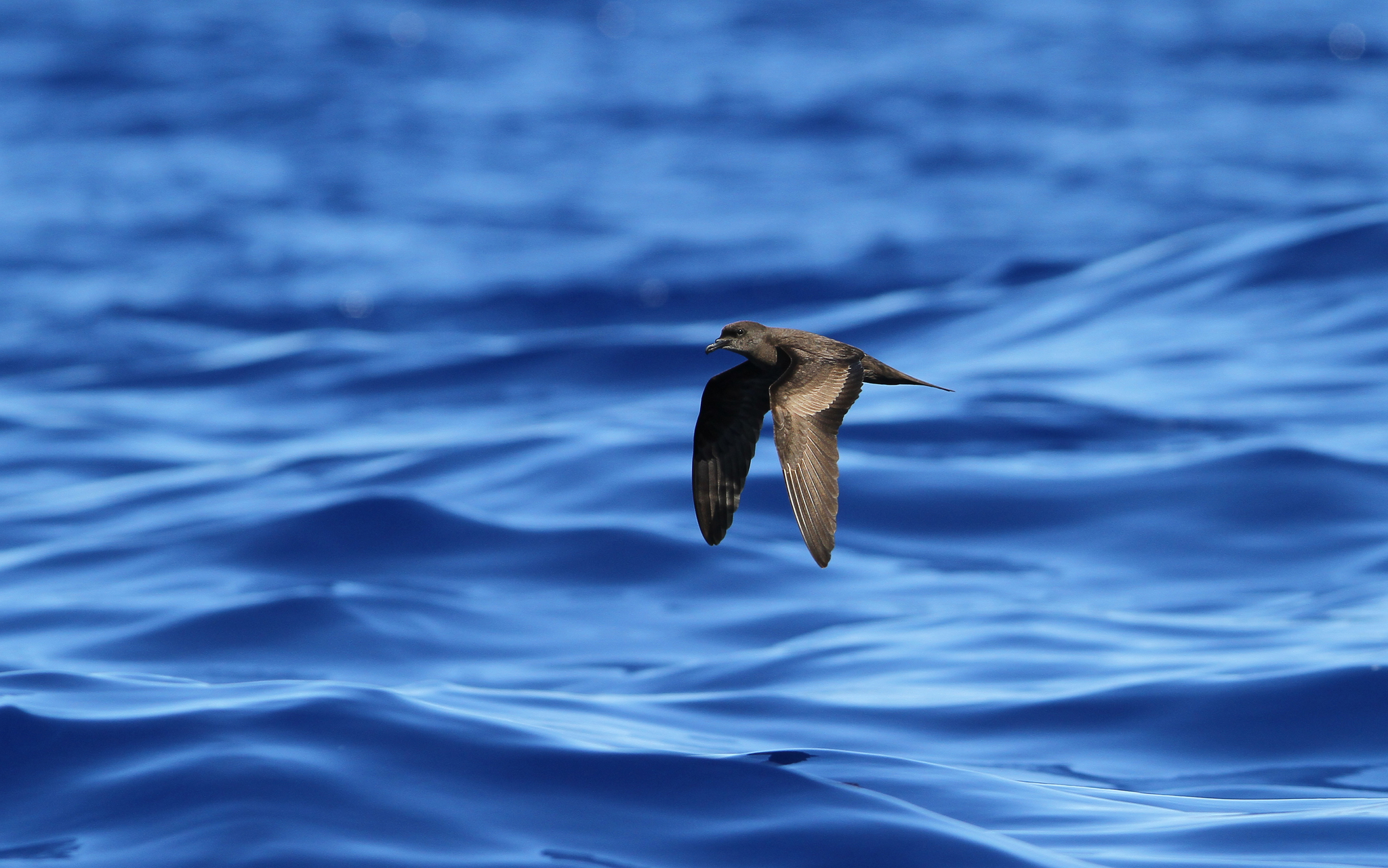Bulwer's Petrel (Bulweria bulwerii)