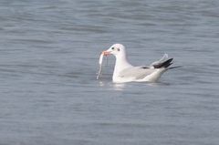 Chroicocephalus brunnicephalus