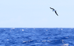 Pterodroma feae deserta