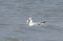 Chroicocephalus brunnicephalus