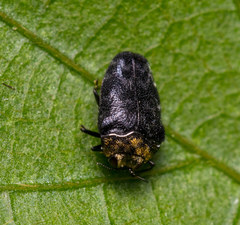 Trachys auricollis